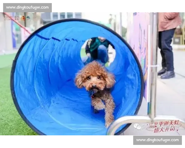 精彩纷呈的训犬比赛：展现犬类与主人默契配合的极致时刻